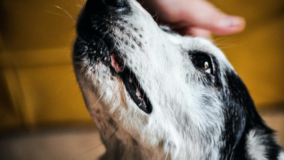 Argentine : la garde partagée de leurs chiens accordée à un couple divorcé