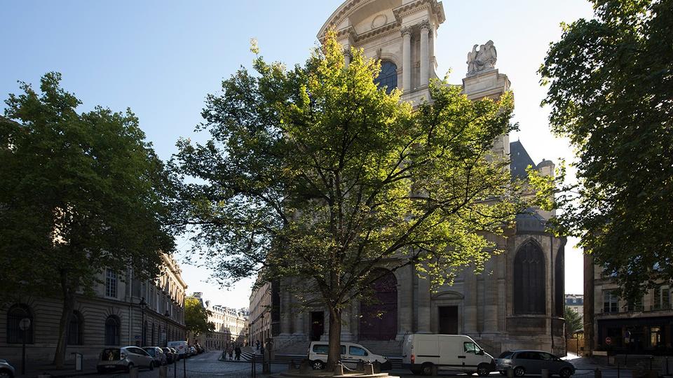 Paris : la Ville veut répertorier les arbres remarquables présents sur le domaine privé