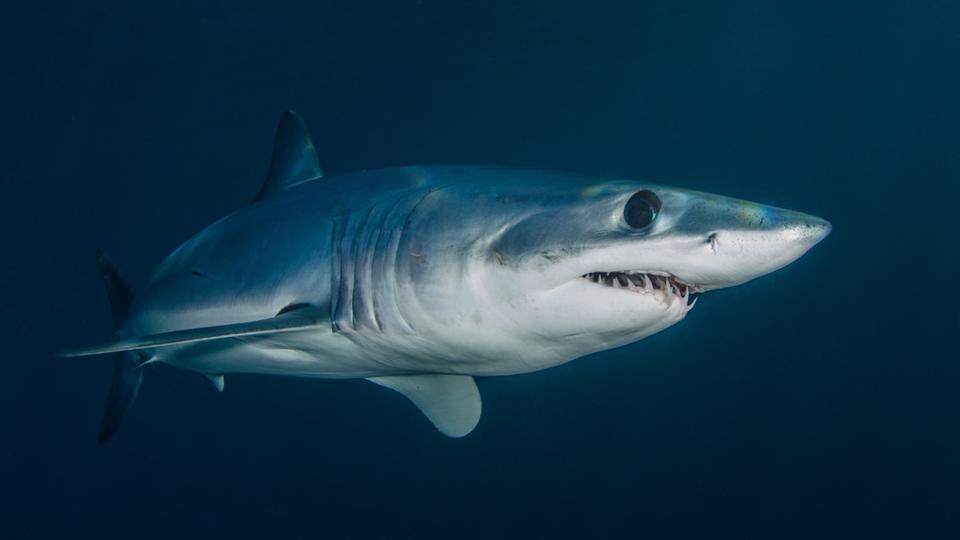 Côtes-d'Armor : il filme un requin-taupe de près de 3 mètres