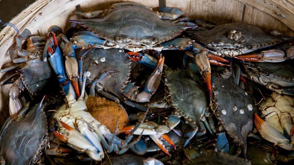 Alaska : on sait pourquoi des milliards de crabes ont disparu ces dernières années