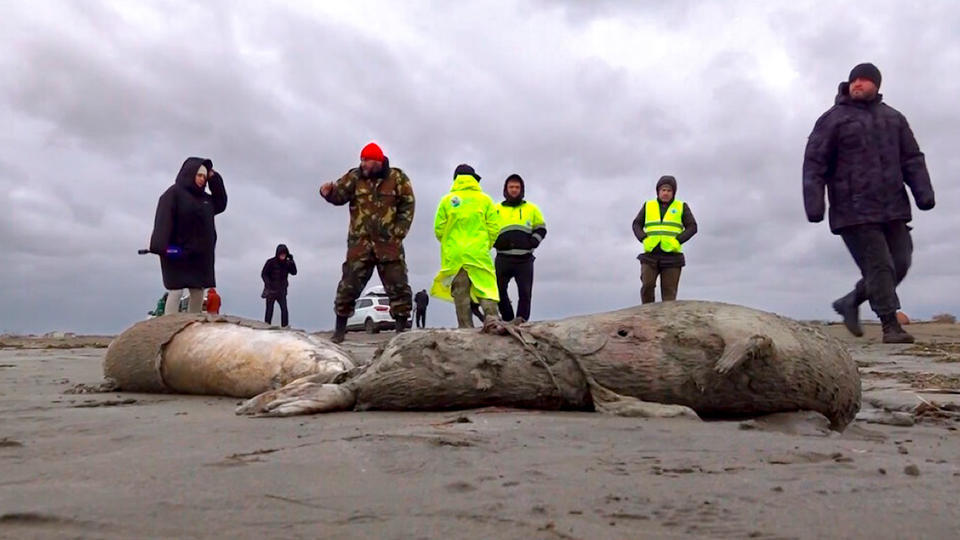Russie : près de 2.500 phoques retrouvés morts sur la côte de la mer Caspienne