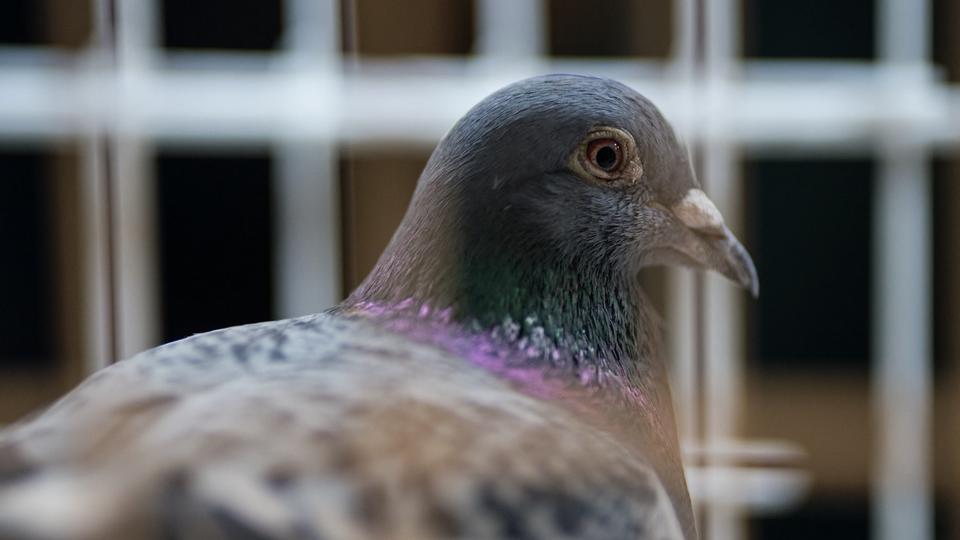 Pays-Bas : un trafic de pigeons voyageurs démantelé