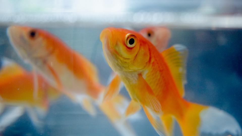 Une étude prouve que les poissons rouges savent se repérer sur terre