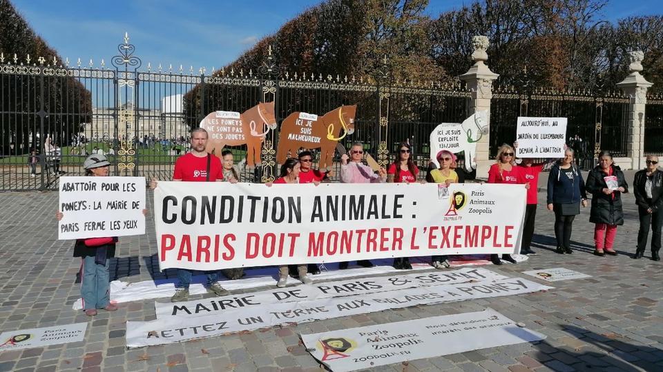 Paris : les poneys des jardins de la capitale peuvent-ils vraiment être envoyés à l'abattoir ?