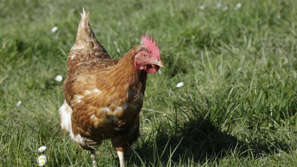 60 poules, une autruche, sept cochons... une «ferme de l'horreur» découverte dans les Yvelines