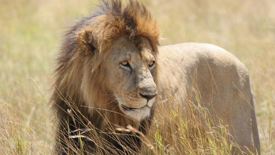 Kenya : polémique autour de la stérilisation d'un lion