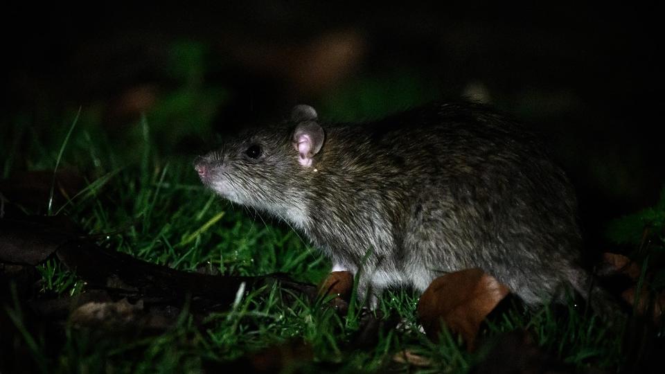 Grève des éboueurs : qu'est-ce que la Leptospirose, maladie transmise par les rats et potentiellement dangereuse ?