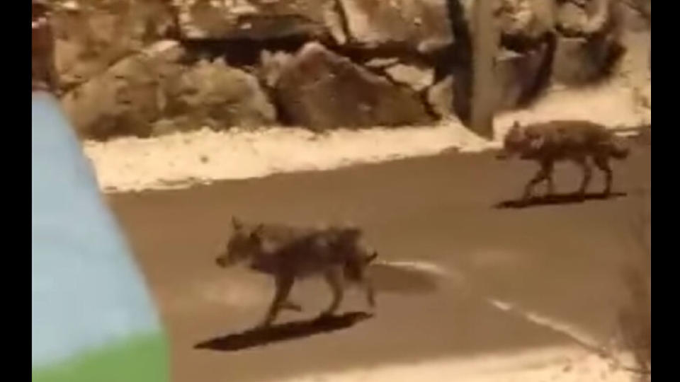 Vidéo : une meute de loups filmée dans une rue en Savoie