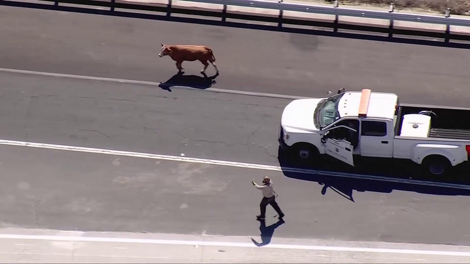 États-Unis : une vache en liberté perturbe la circulation californienne (Vidéo)