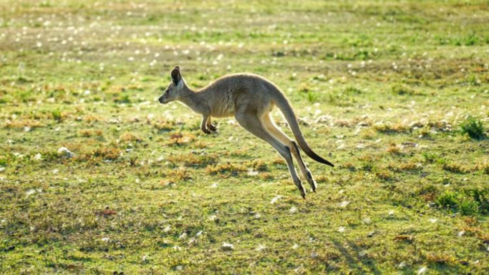 Gard : un kangourou aperçu au milieu des vignes