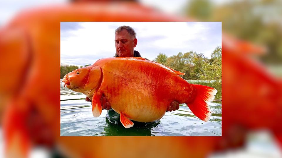 Aube : un poisson rouge de plus de 30 kilos pêché dans un lac