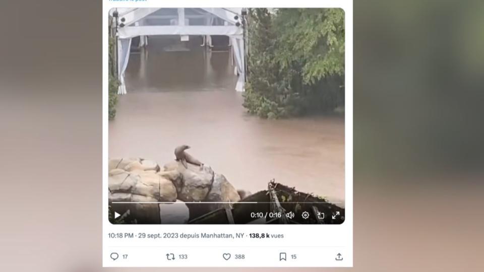 New York : profitant des inondations, une otarie s'échappe d'un enclos du zoo