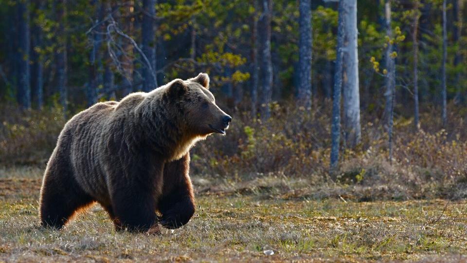 «Grave attaque d'ours» : voici le dernier message du couple canadien tué par un grizzli