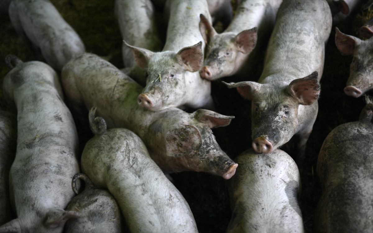 In Deutschland ist nahe der französischen Grenze ein Ausbruch der Afrikanischen Schweinepest festgestellt worden