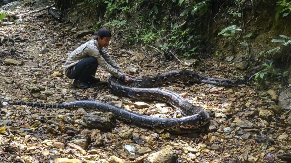 Jenazah wanita Indonesia ditemukan di dalam perut ular sanca
