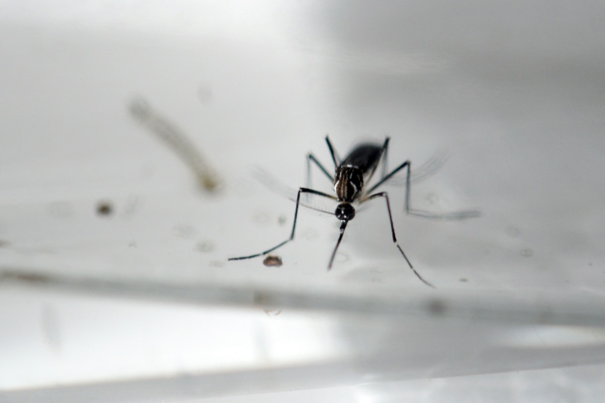 Warum die Vereinigten Staaten 2 Milliarden gentechnisch veränderte Mücken freisetzen werden