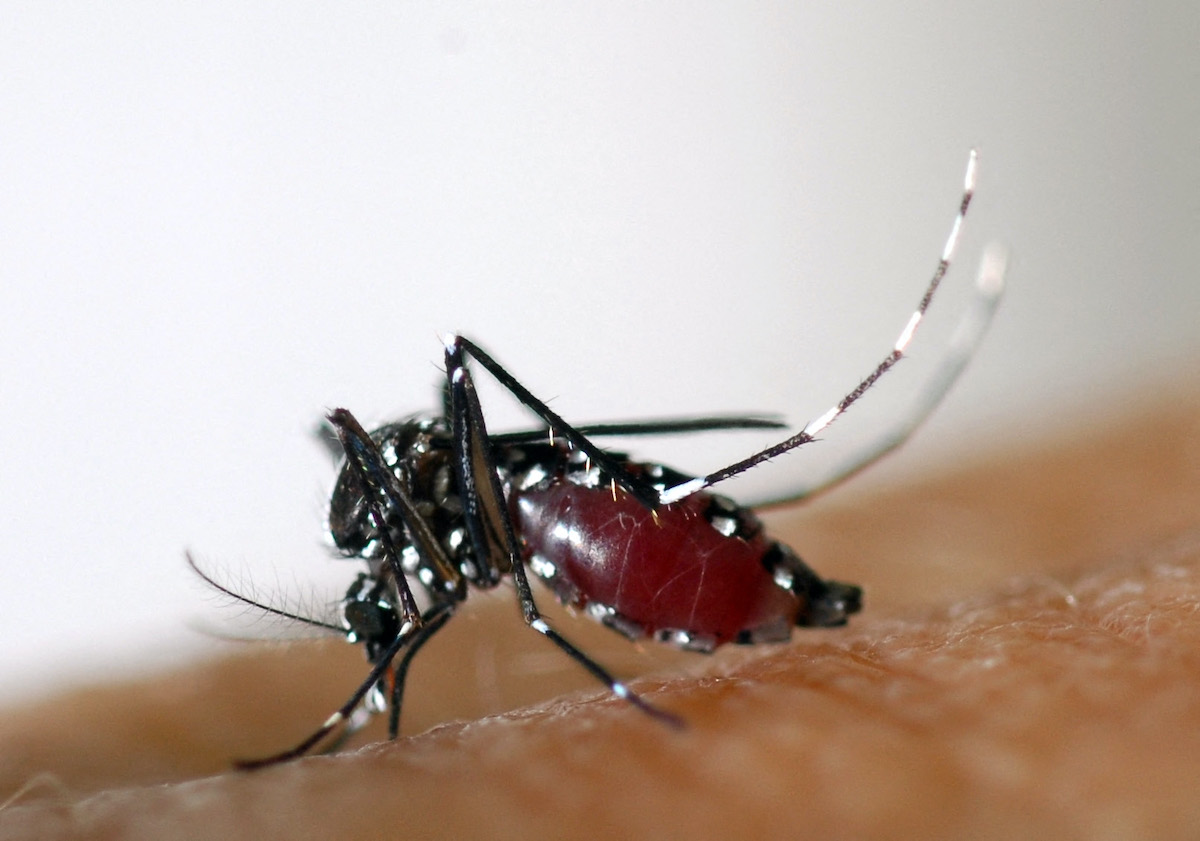 Tiger mosquito: how to avoid bites?