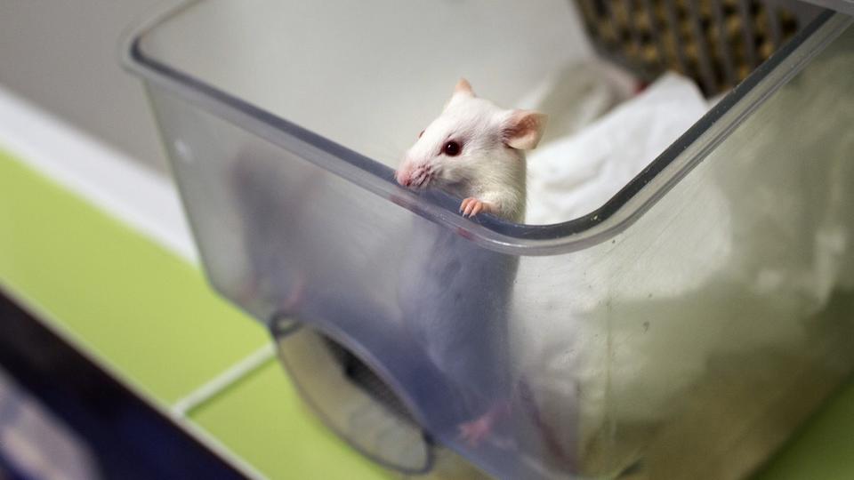 Genetica: un ricercatore giapponese crea uova utilizzando cellule di topo maschio