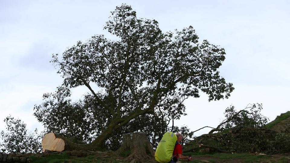Het kappen van een 200 jaar oude boom in Groot-Brittannië: tweede persoon gearresteerd
