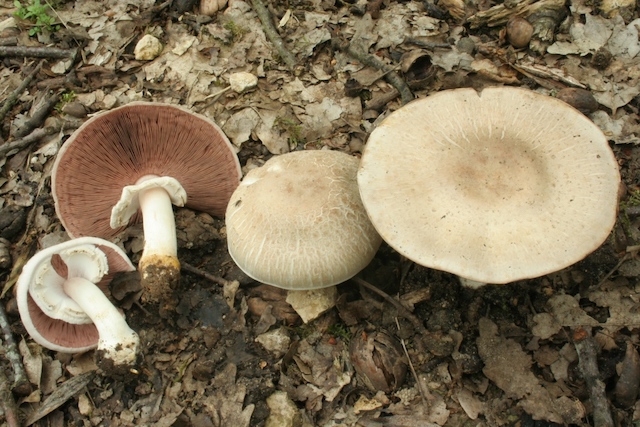 Comment différencier les champignons toxiques des champignons comestibles ?