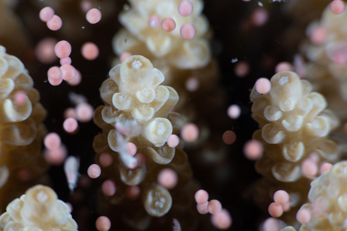 coral_releasing_egg_and_sperm_bundles_spawn_during_annual_coral_spawning_event_5fd1124b0b349.jpg