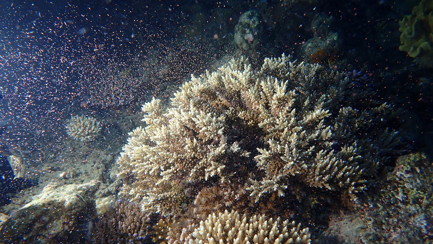 coral_spawning_on_queenslands_great_barrier_reef_on_5_december_2020_5fd11084b7458.jpg