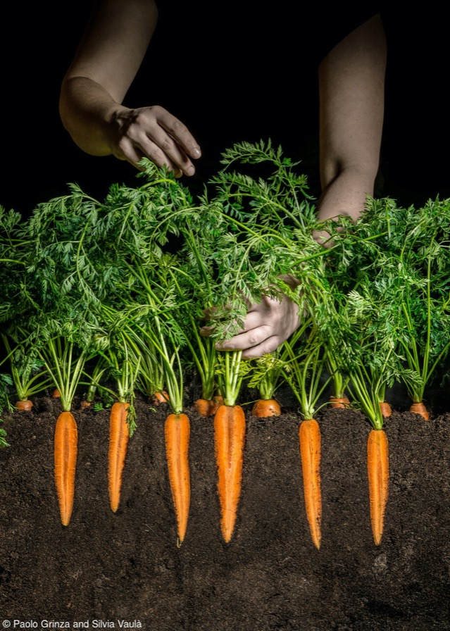20_paolo_grinza_carrot_field-taille640_627a91cfee351.jpg