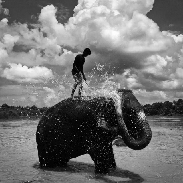 b_w_washing_elephant_chitwan_by_shuolong_ma_iphone7-taille640_641b24643cc3a.jpg