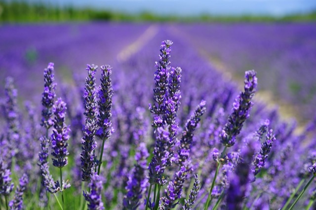 lavenders-g0311569d9_1920-taille640_62fa55551ffd4.jpg