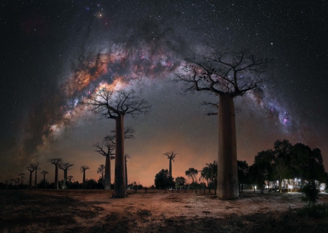 night_under_the_baobab_trees_-_steffi_lieberman-taille640_6475fccaa688e.jpg