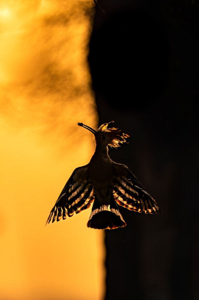 npoty-photo-contest-2023-dawn_s-whispers_-graceful-hoopoe-silhouette-at-sunrise-hermis-valiyandiyil-winner-c1-birds-taille640_6552575261db8.jpg