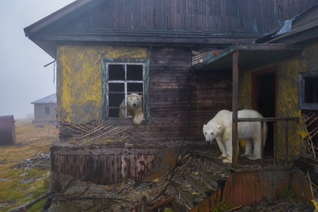 npoty_photo_contest_2022-house_of_bears-dmitry_kokh-category_winner-c8_human_and_nature-taille640_63973d4c93313.jpg
