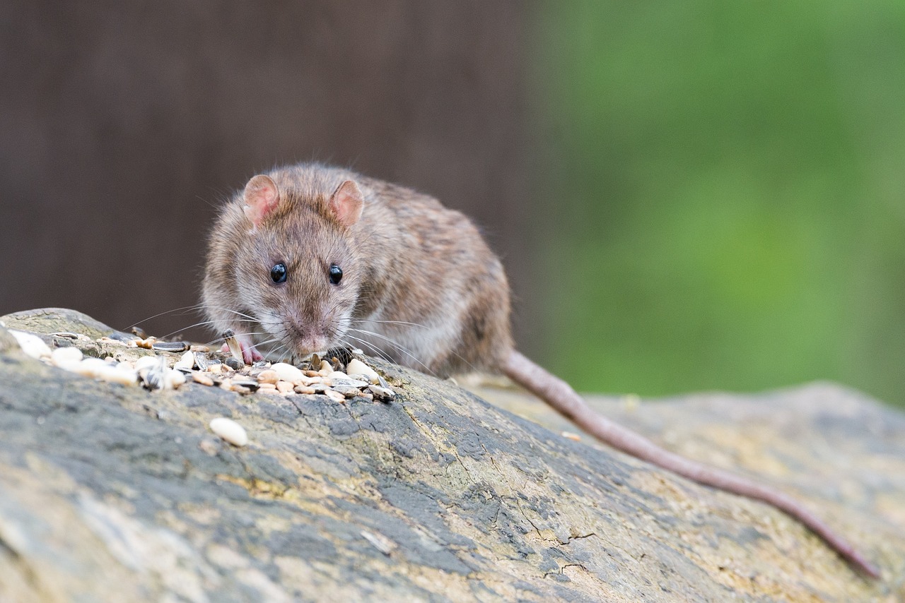 The study found that mice have the power of imagination
