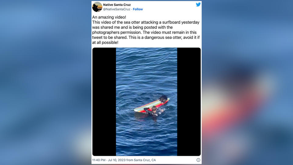 Kalifornia: Agresywna wydra aktywnie atakuje poszukiwanych surferów (wideo)