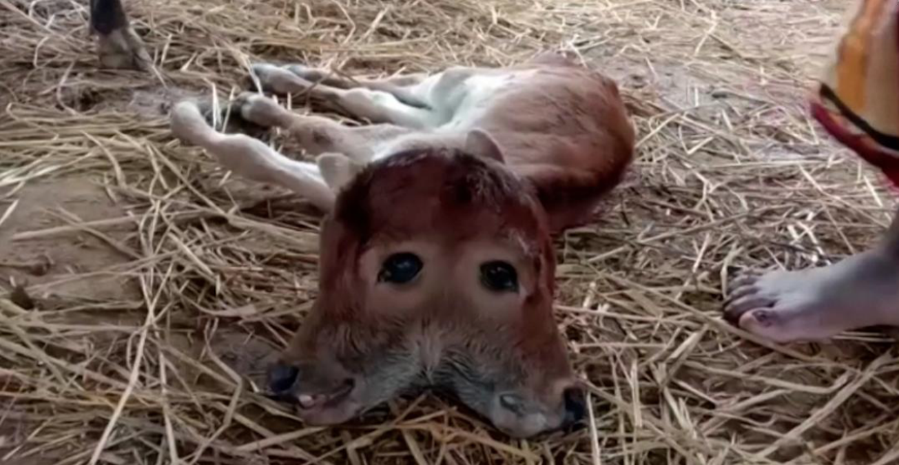 Unusual: two-headed calf born in India