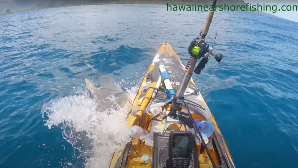 Hawaii: Attacked by a shark, fisherman in kayak captures terrifying scene