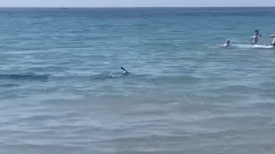 Spain: A blue shark scares swimmers at the edge of Alicante beach (video)