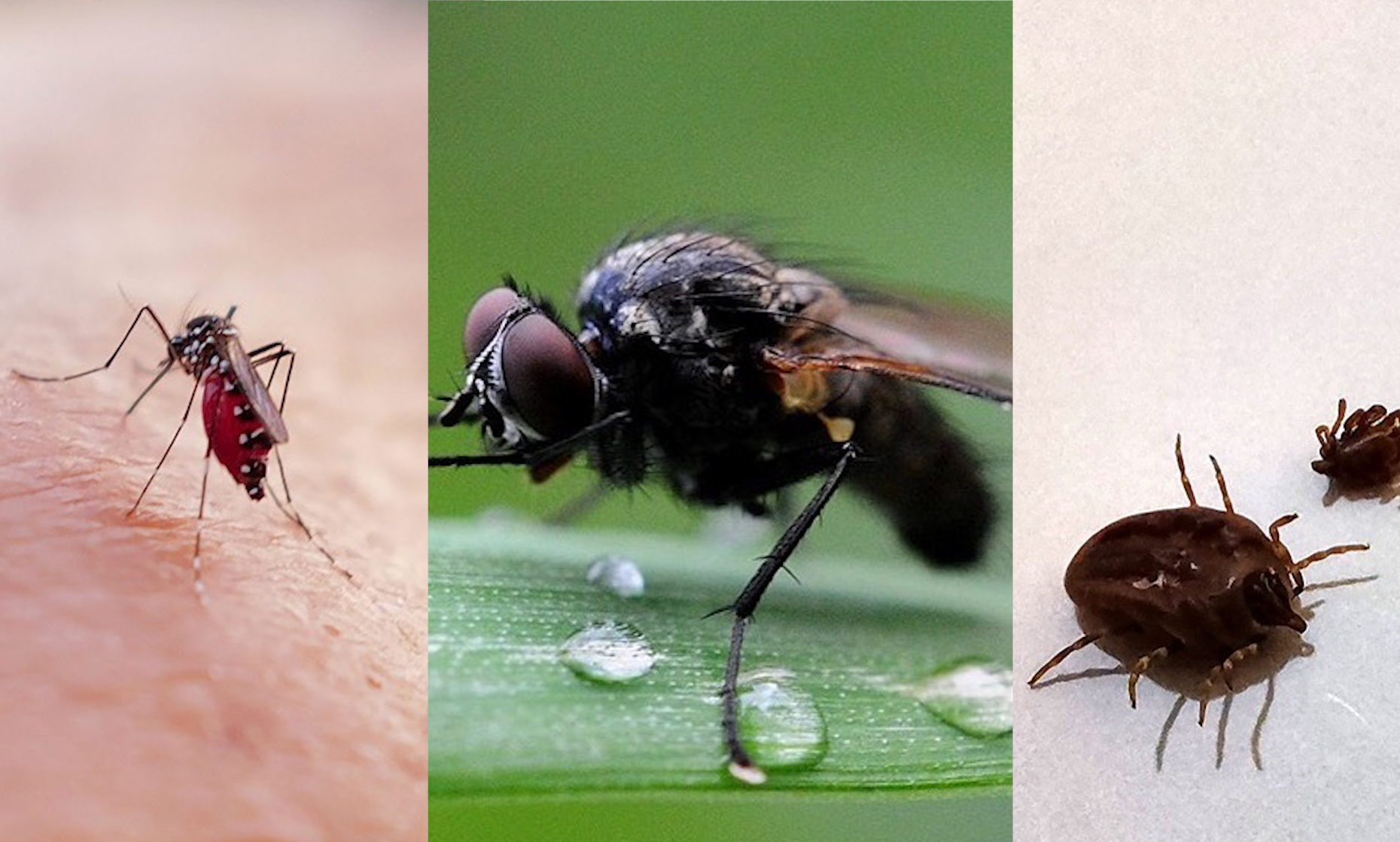 Komary tygrysie, meszki, kleszcze… dlatego do ich obecności trzeba się przyzwyczaić