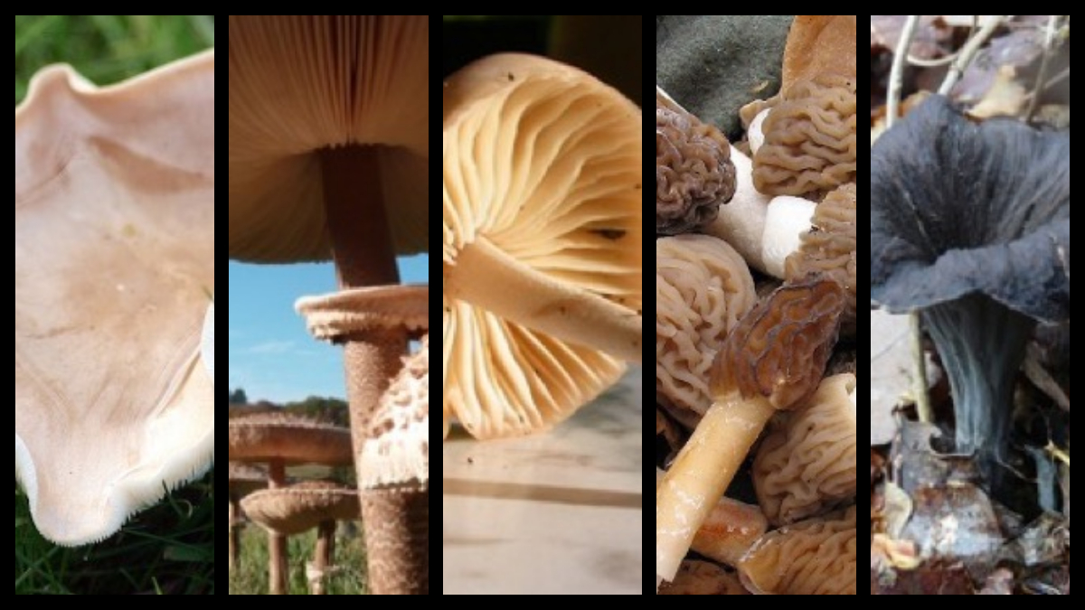 Voici les 10 meilleures espèces de champignon à cueillir