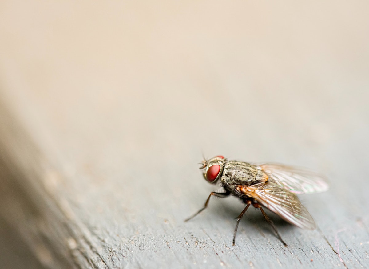 7 astuces pour se débarrasser des mouches à la maison
