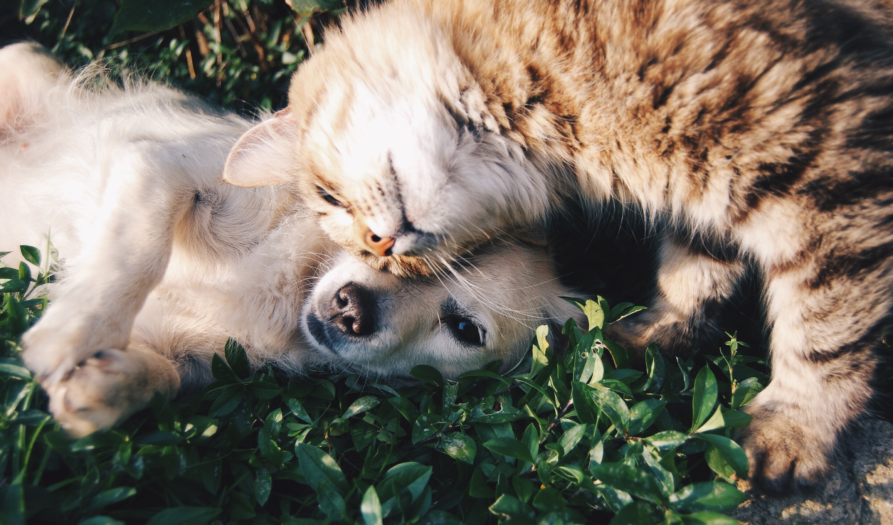 Coronavirus : Les chats et les chiens devraient Ãªtre vaccinÃ©s, selon des experts - CNEWS