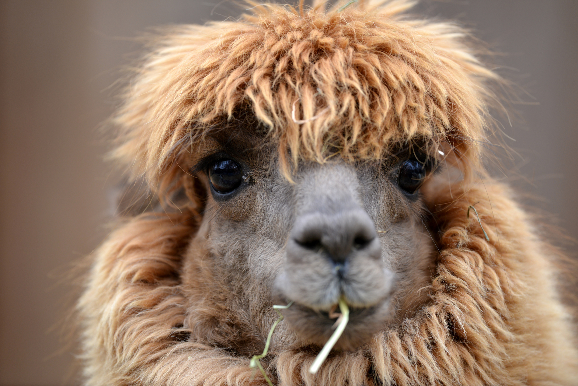 Coronavirus : le lama envisagé comme traitement contre le Covid-19