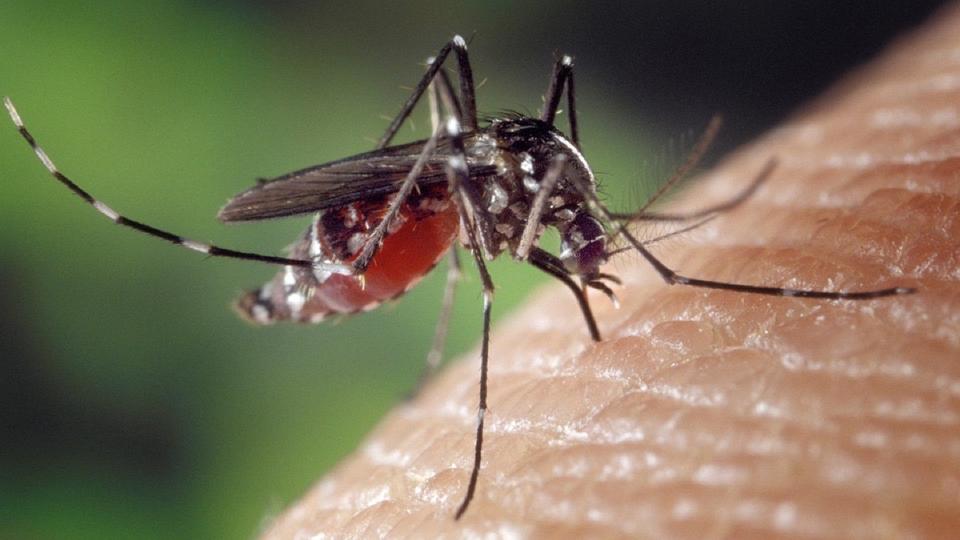 Mosquitoes: towards the invasion of new species due to global warming?