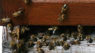Une enfant de 3 ans pensait qu’un monstre se cachait derrière le mur de sa chambre, il s’agissait de 60.000 abeilles