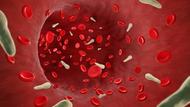 «Bactéries vampires» : une découverte scientifique pourrait expliquer l'origine de certaines infections sanguines