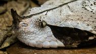 Serpents : pourquoi plus de 200 espèces venimeuses vont-elles migrer ?