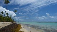 Des algues sargasses sur la plage de Sainte Anne en Guadeloupe le 23 avril 2018  [Helene VALENZUELA / AFP/Archives]