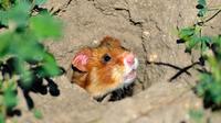Un hamster d'Europe photographié le 2 juillet 2014 près de Boesfeld, dans le centre de l'Allemagne. L'animal, aussi connu en France comme le grand hamster d'Alsace, est menacé [UWE ANSPACH / DPA/AFP]