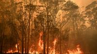 Un feu de forêt sur la commune de Moruya, au sud de Batemans Bay, le 4 janvier 2020 [PETER PARKS / AFP]
