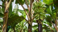 Une bananeraie en Guadeloupe en avril 2018 [Helene Valenzuela / AFP/Archives]